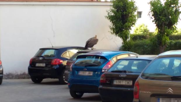 El buitre aparecido este lunes sobre el capó de un coche