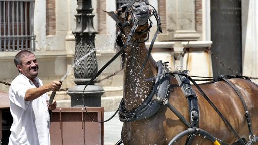 Un cochero refresca a su caballo por el calor en el centro de Sevilla estos días