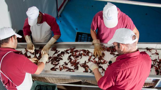 El sector del cangrejo rojo es crucial para municipios como Isla Mayor