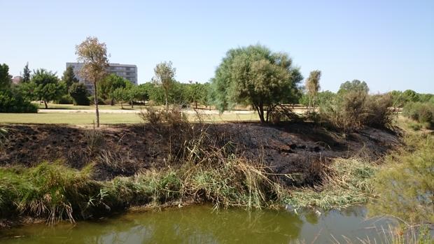 La zona calcinada se sitúa junto a la isleta donde habitan más de un centenar de distintas especies de patos