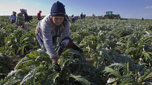 Las cooperativas de Marinaleda cultivan habas, alcachofas y algodón, entre otras cosas