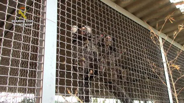 La Guardia Civil investiga a un vecino de Sevilla por participar en una red que traficaba con monos Tití
