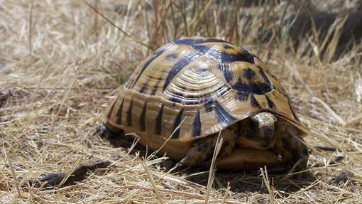 Los diez animales que triunfan en los hogares sevillanos