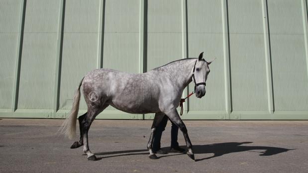 Un caballo tordo es conducido por la zona exterior del Sicab