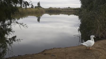 Un ave rondando la laguna del parque del Tamarguillo