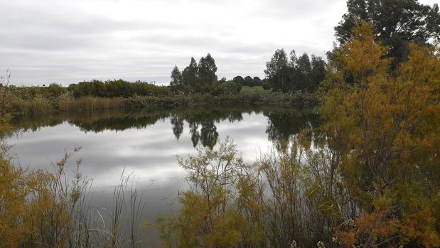 La frondosa laguna del parque del Tamarguillo está en la zona de aproximación del aeropuerto de Sevilla