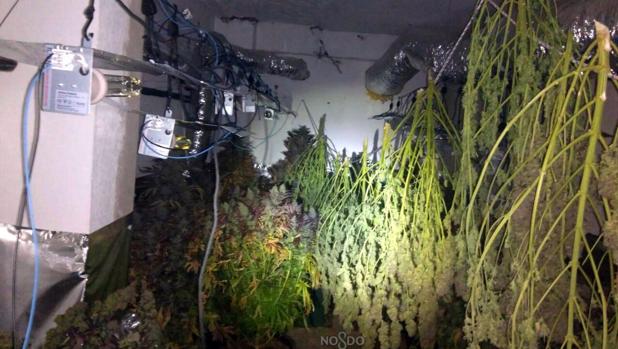 Detenido un hombre con más de sesenta plantas de marihuana en su domicilio