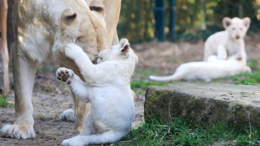 Los leones blancos se pueden ver sólo en el zoológico sevillano