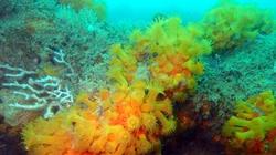 Coral naranja localizado en el Guadalquivir