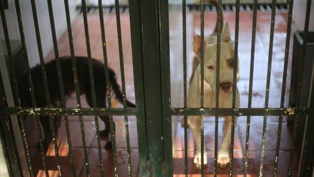 Un par de perros en el zoosanitario municipal de Sevilla