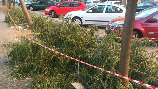 Ramas de árboles caídas delante de una fila de coches estacionados en Avión Cuatro Vientos