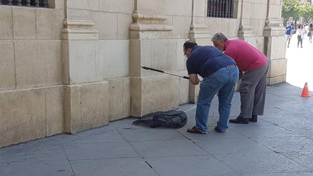 Captura de una rata en la fachada del Ayuntamiento de Sevilla