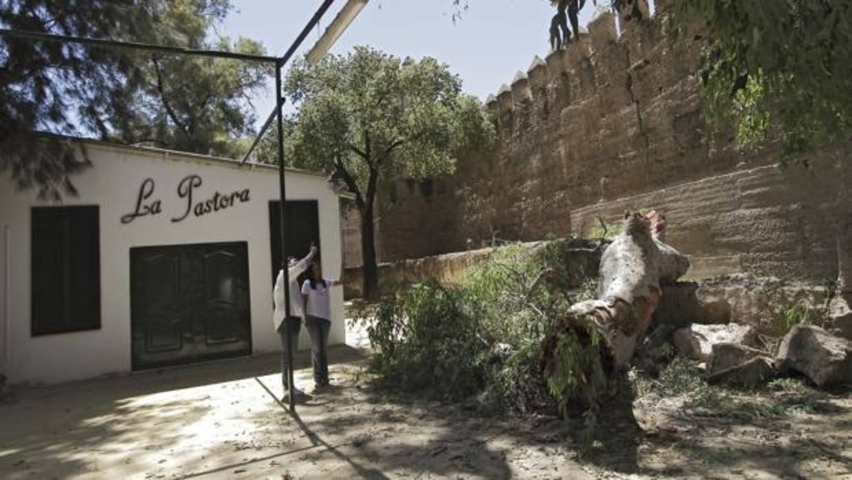 La enorme rama del eucalipto que ha caído este viernes en la zona ajardinada del bar «La Pastora»