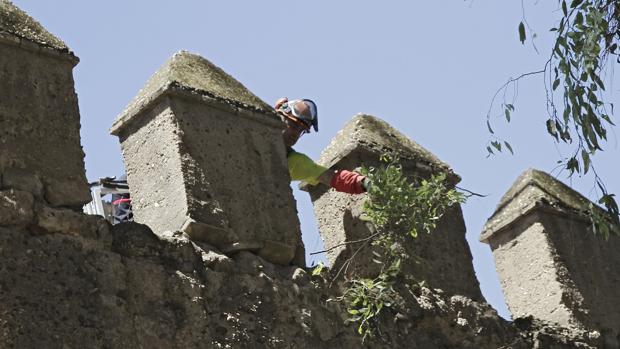 El saneamiento del arbolado del entorno de la muralla comenzará mañana