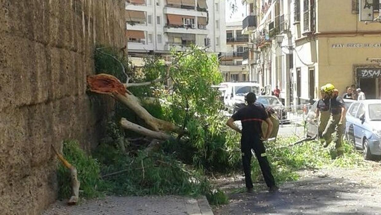 Bomberos trabajan junto a los trozos de eucalipto caídos en la Macarena