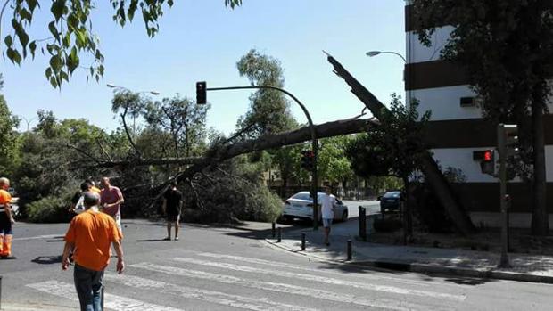 La caída de un nuevo árbol en la Oliva agrava la polémica sobre el estado del arbolado en Sevilla