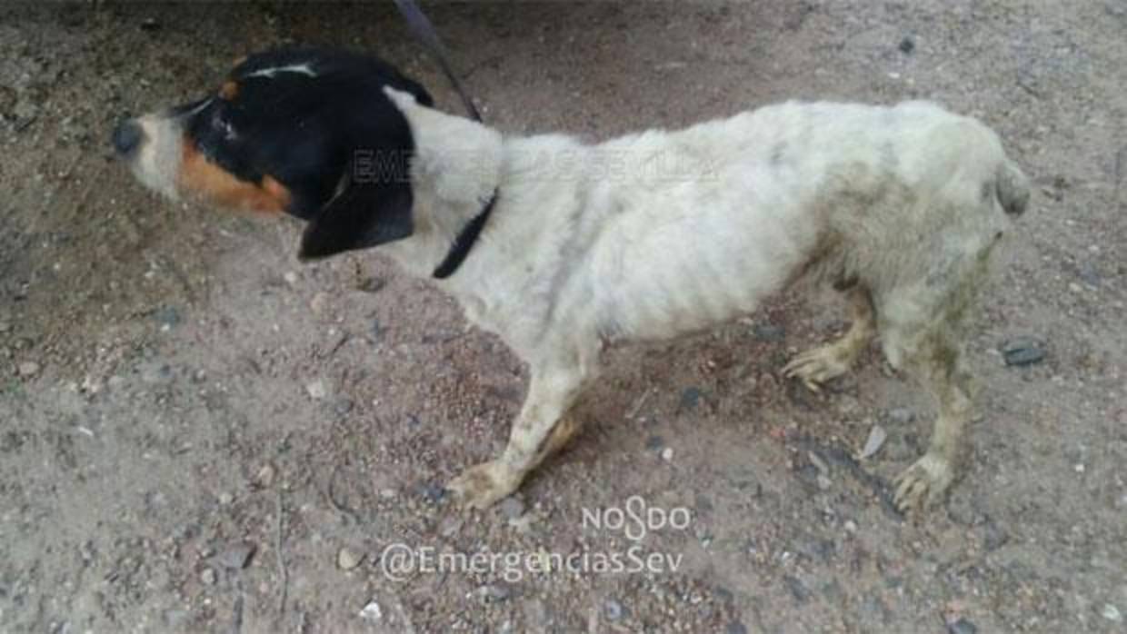 El perro rescatado tras ser abandonado en la azotea de una vivienda en Torreblanca