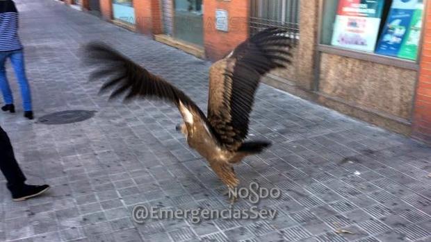 Capturan un buitre desorientado en la zona norte de Sevilla