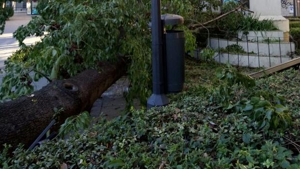 El Ayuntamiento intervendrá en torno a la Plaza San Martín de Porres tras la caída de otro árbol