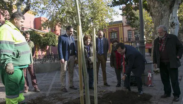 El delegado de Casco Antiguo, Juan Carlos Cabrera, plantando árboles en la plaza de San Lorenzo