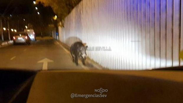 Un jabalí de grandes dimensiones siembra el caos en la Avenida Carlos III de Sevilla