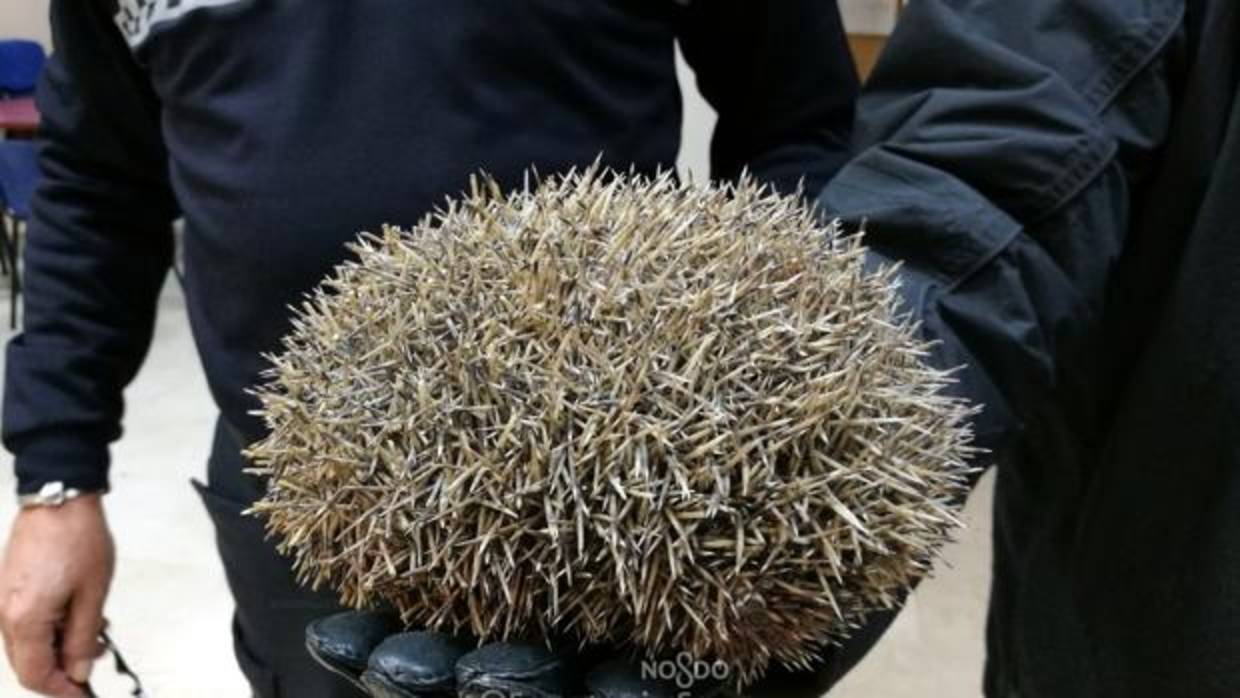 Agentes de la Policía Local enseñan el ejemplar encontrado