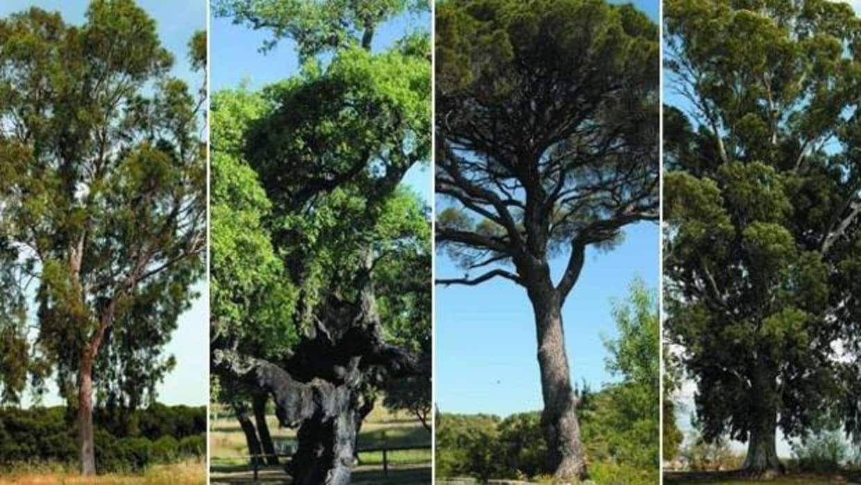 Algunos de los ejemplares incluidos en el catálogo árboles singulares de la provincia de Sevilla