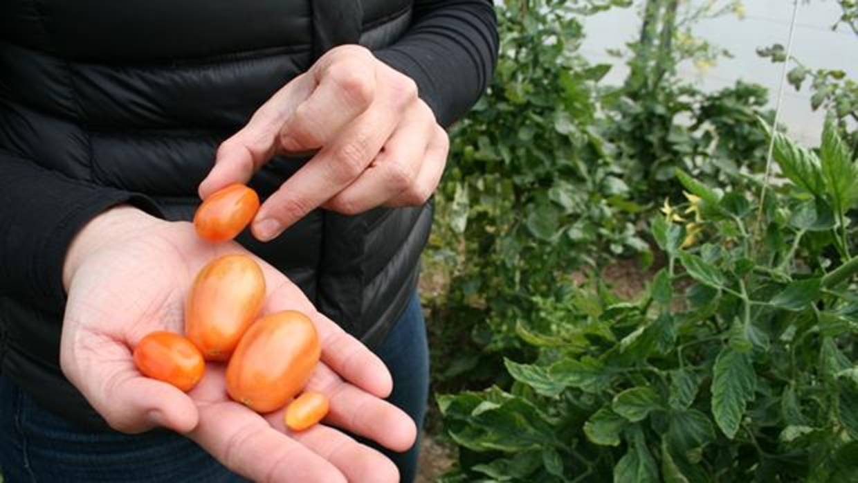 Imagen de los tomates que son precursores de la vitaminna A
