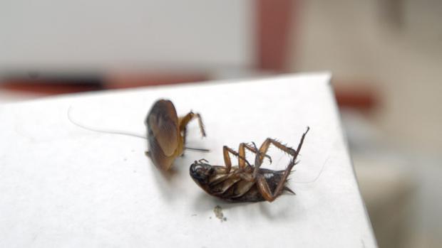 La Policía encuentra insectos y colillas en el interior de los alimentos de tres locales