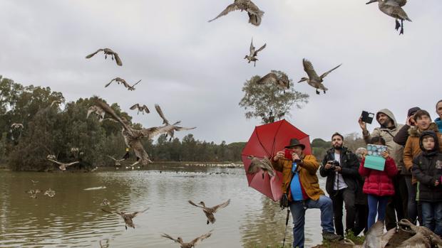 La afición a las aves despierta el turismo internacional en la Marisma y la Campiña de Sevilla