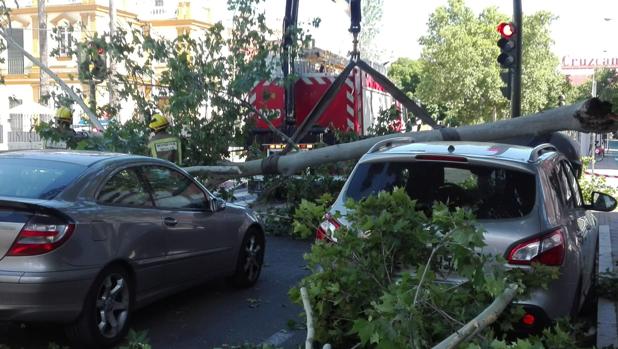 Se desploma un árbol sobre coches y mobiliario urbano en la avenida de la Cruz del Campo de Sevilla