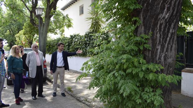 Al Ayuntamiento de Sevilla sólo le queda por eliminar el 25% delos árboles enfermos de la ciudad