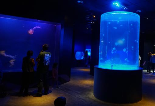Exposición de medusas en el interior del acuario