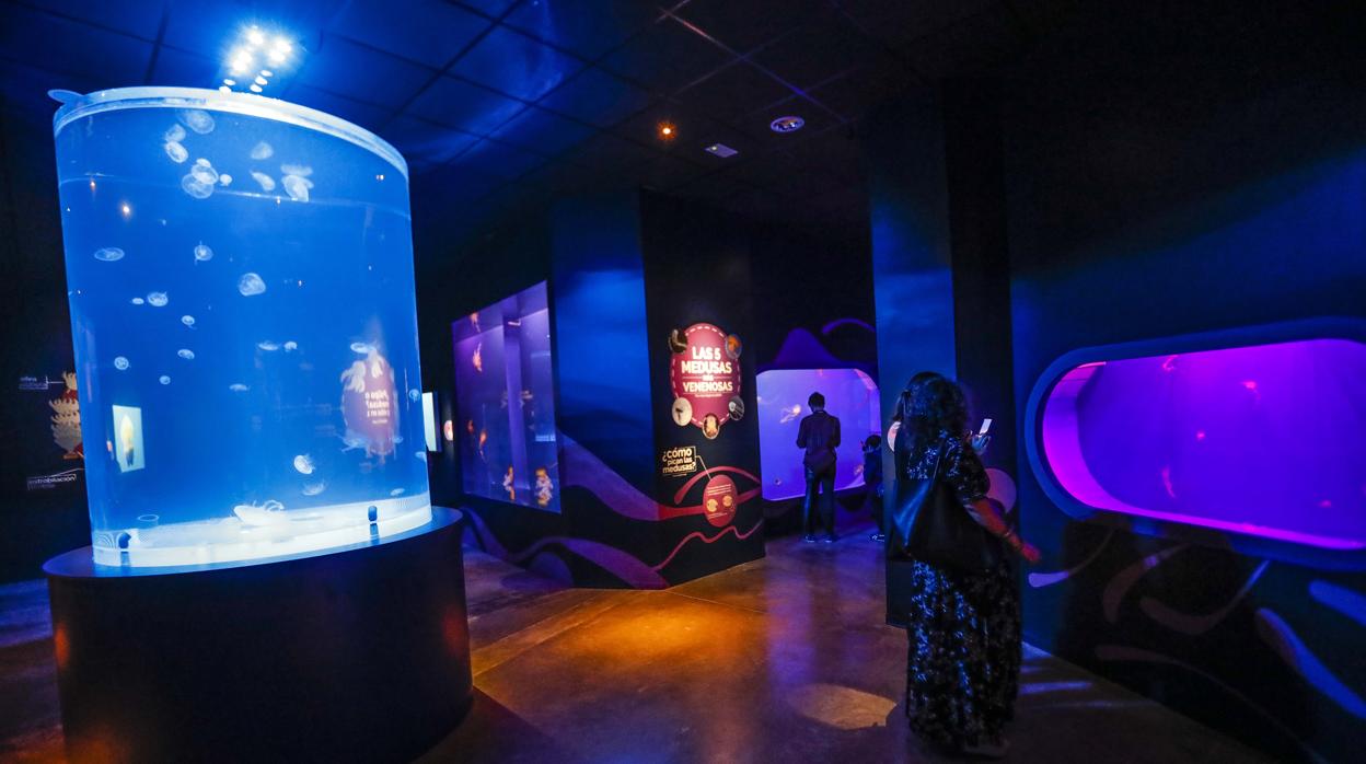 Exposición de medusas en el acuario de Sevilla