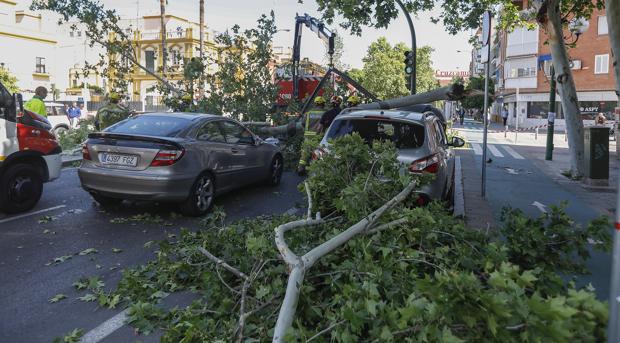 El Ayuntamiento de Sevilla ha indeminzado con más 117.000 euros por daños tras caídas de árboles