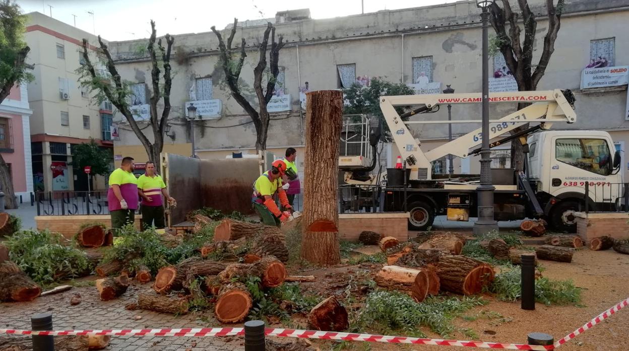 Operarios de la delegación de Parques y Jardines talan árboles en la plaza del Pumarejo, este lunes