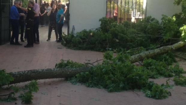 Continúa grave en la UCI el varón herido por la caída del árbol en el Alcázar el pasado mes de mayo