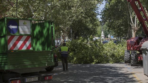 Parques y Jardines pone ahora el foco en la poda de unos 15.000 árboles en la ciudad de Sevilla