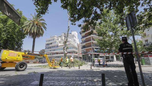 La protesta contra las talas en Sevilla sube de nivel con el sabotaje de una grúa en la avenida de Cádiz