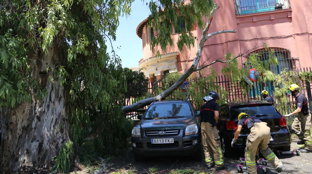 Bomberos de Sevilla limpian la zona afectada por la rama de eucalipto
