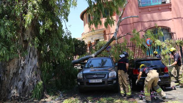 La caída de la rama de un eucalipto de grandes dimensiones provoca daños en dos vehículos en Sevilla