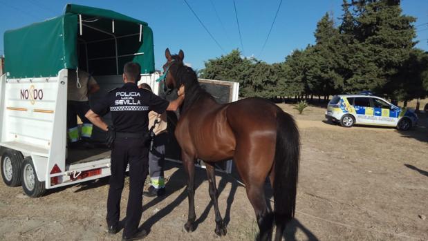 Rescatan a un caballo desnutrido y denuncian al propietario por presunto maltrato animal