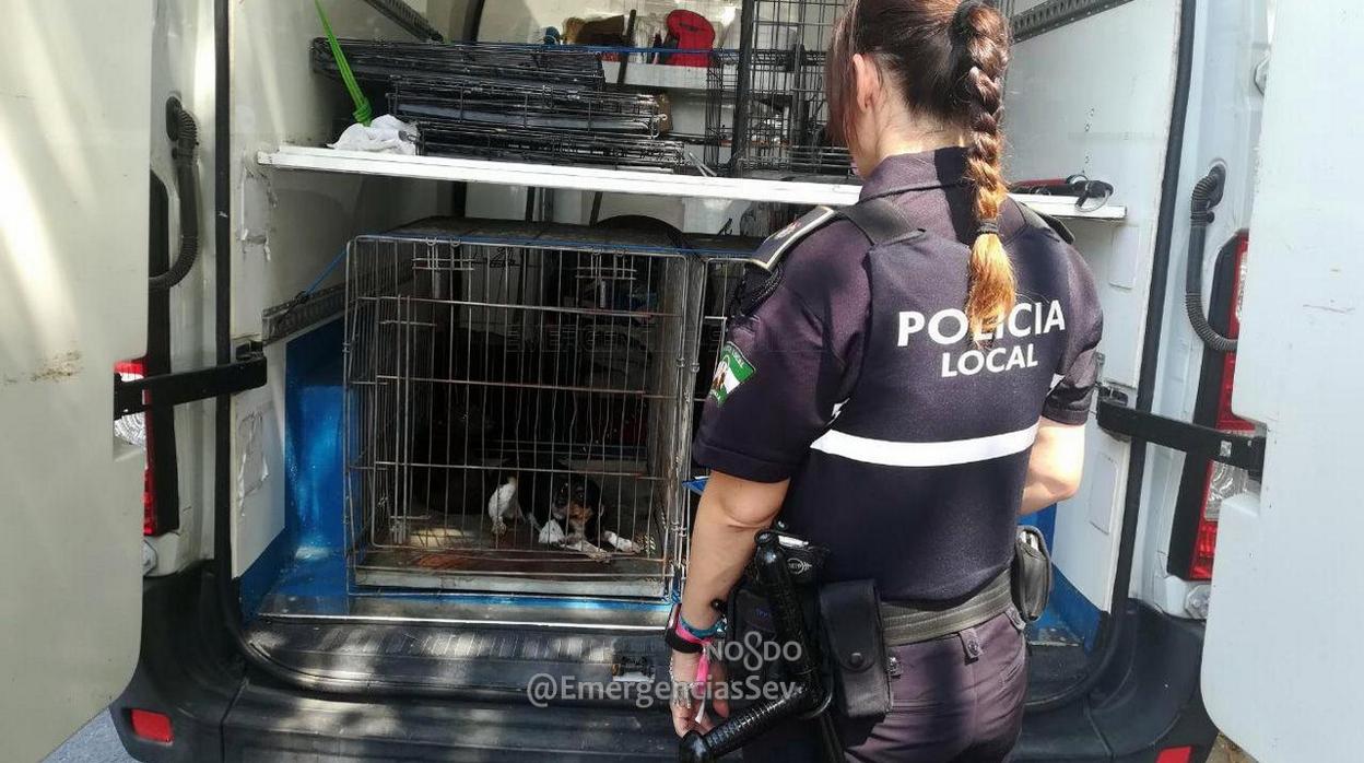 Una agente de la Policía Local con uno de los perros rescatados