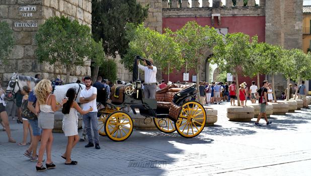 Espadas convoca un consejo del Alcázar por la caída del árbol