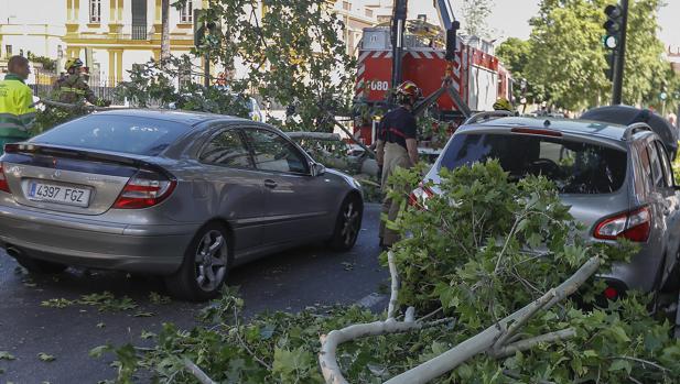 Piden un Pleno extraordinario sobre el estado del arbolado de la ciudad