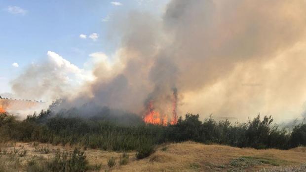 Extinguido un incendio en el Parque del Tamarguillo de Sevilla