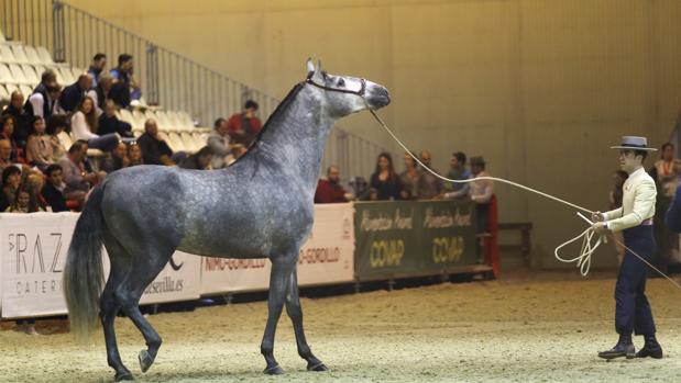 Sicab Sevilla 2018: El mundo del caballo llegará a la FP el próximo curso