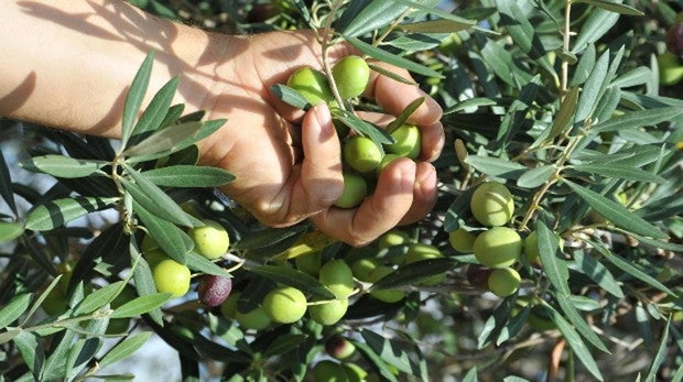 Por qué deberías probar este aceite de Morón de la Frontera