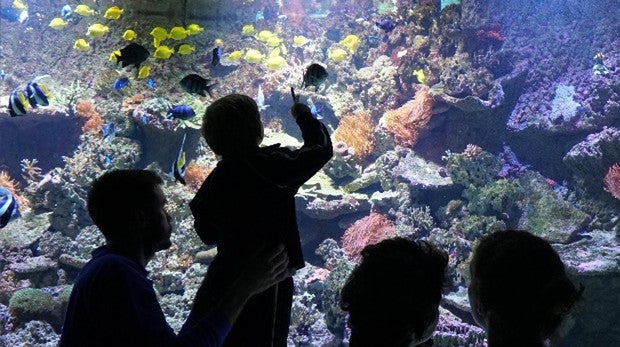 Cinco razones por las que visitar el Acuario de Sevilla estas Navidades