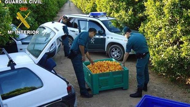 La Guardia Civil anuncia más agentes para frenar los robos en el campo